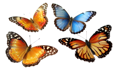 Butterflies isolated on transparent background, PNG