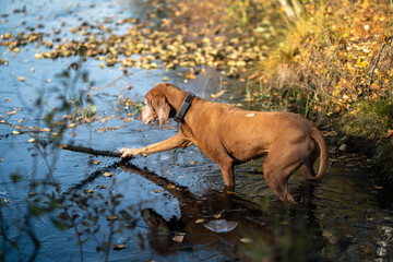 Active inquisitive dog walking in autumn forest standing in body of water trying to pull out stick. Interested canine magyar vizsla explores fall water in woodland attempting to fetch stick on strolls