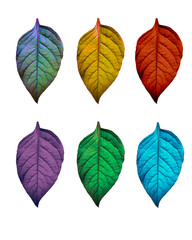 Obraz premium set of colorful leaves on white background