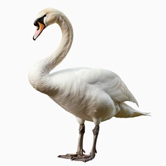 Fototapeta premium swan isolated on white background