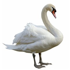 Fototapeta premium swan on the water on white background