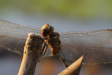 Dragonfly Macro with Transparent Wings