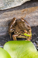 frog in the pond