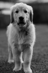 golden retriever portrait