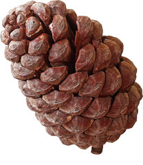 real isolated pinecone photo cutout
