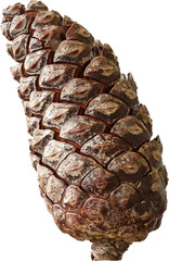 real isolated pinecone photo cutout