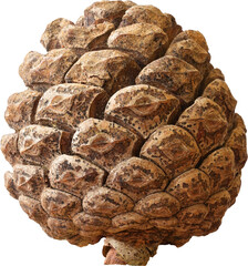 real isolated pinecone photo cutout