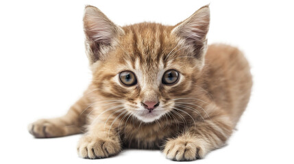Fototapeta premium kitty isolated on transparent background, PNG