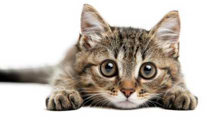 kitty isolated on transparent background, PNG