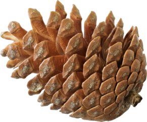 real isolated pinecone photo cutout