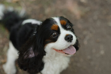 black and white Cavalier King Charles Spaniel dog sitting on path in park, warm sunny summer day, dogwalking concept
