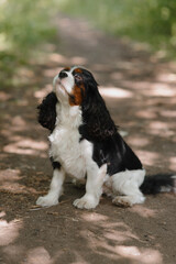 black and white Cavalier King Charles Spaniel dog sitting on path in park, warm sunny summer day, dogwalking concept