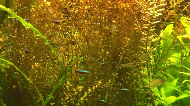 cardinal neon fish in the aquarium. On green