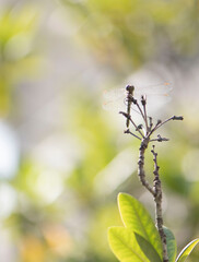 August sunny day, dragonfly