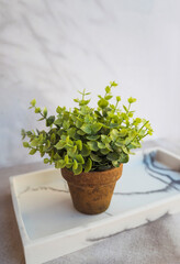 Pot with artificial green plant in marble tray for decoration.  Scandinavian interior style