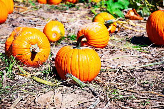 Pumpkin patch pumpkins