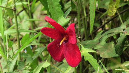 Swamp rose mallow flower with large petals in closeup