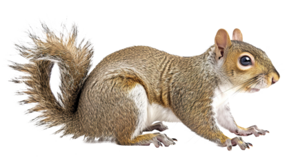 Squirrel isolated on transparent background, PNG
