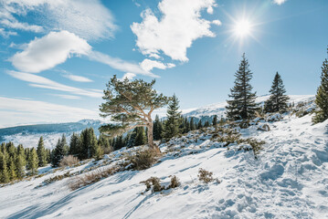 Beautiful  Winter Mountain Landscape with Frozen Tree  .Vitosha Mountain, Bulgaria 