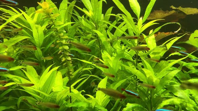 cardinal neon fish in the aquarium. On green