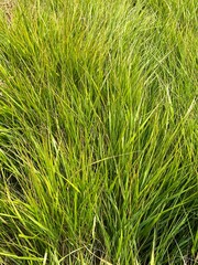 Green Fresh Summer Grass Background