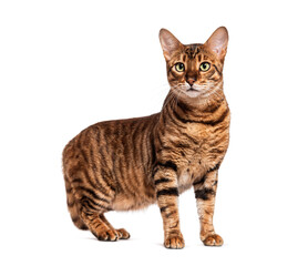 Toyger cat standing and looking away on white background