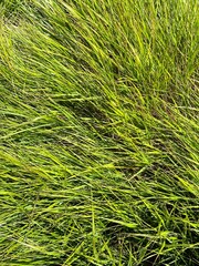 Green Fresh Summer Grass Background