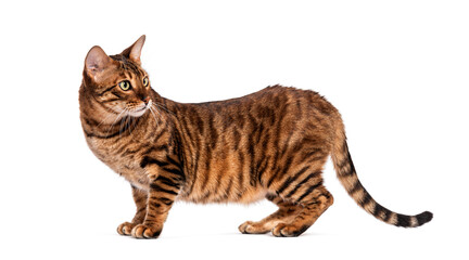 Toyger cat standing and looking back over shoulder