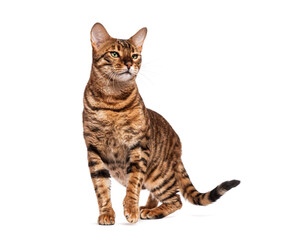 Toyger cat standing and looking away on white background