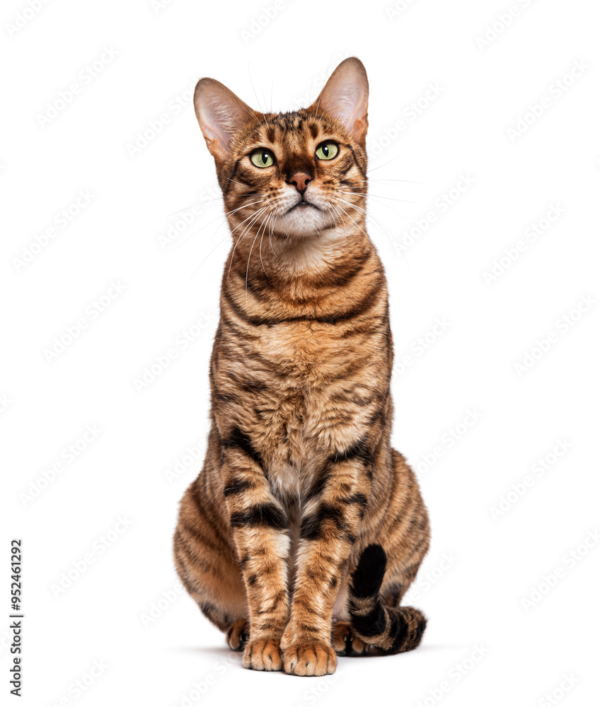 Poster toyger cat sitting and looking up isolated on white background