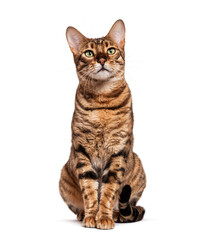 Naklejka premium Toyger cat sitting and looking up isolated on white background