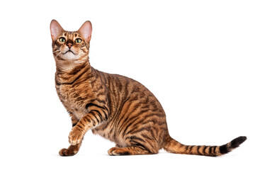 Toyger cat sitting and looking up on white background