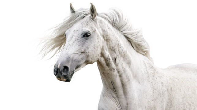 White horse isolated on transparent background, PNG