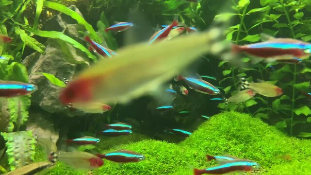 cardinal neon fish in the aquarium. On green