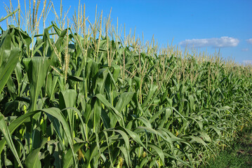 corn field and blue sky in summer.