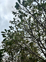 Frangipani Tree with White Flowers - Tropical Blossom Stock Photo | Plumeria Tree Against Cloudy Sky - Exotic Flower Stock Image | Close-up of White Plumeria Flowers - Fragrant Tropical Tree | 
