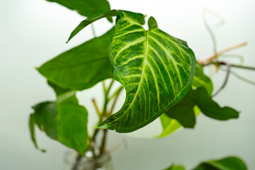 Indoor Plant leaves with pot