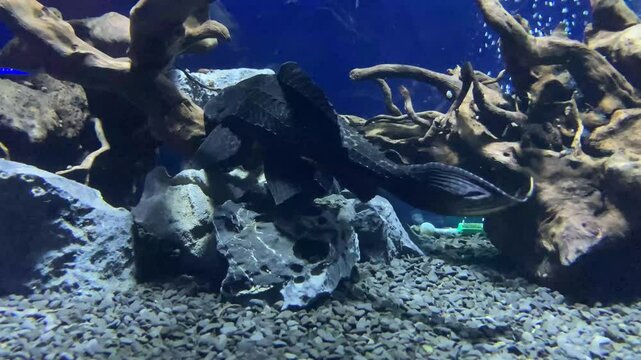 Pleco fish sitting under an echinodorus leaf in aquariumon. Hypostomus plecostomus, also known as suckermouth catfish or common pleco, is a tropical freshwater fish belonging to the armored catfish