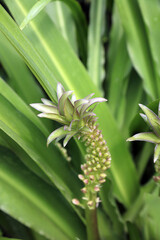 Macro image of Pineapple Lily buds, Derbyshire England
