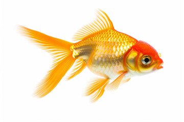 Fototapeta premium a goldfish swimming in a white water