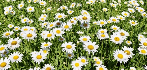 Fototapeta premium The field of daisy flowers on a sunny day.