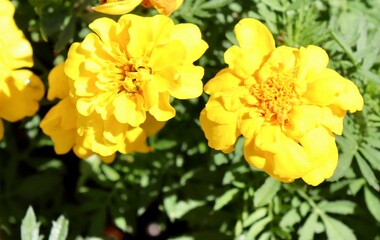 A close view of the bright yellow flowers in the garden.