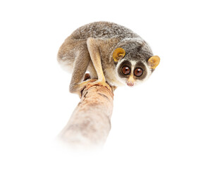 Gray slender loris, Loris lydekkerianus, carefully balancing on a branch, its large eyes gazing intently