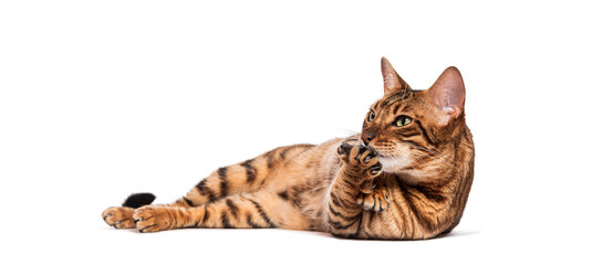 Toyger cat licking paw while lying on white background