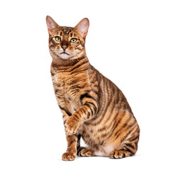 Toyger cat sitting and raising paw on white background
