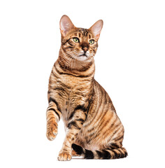 Toyger cat sitting and raising paw on white background