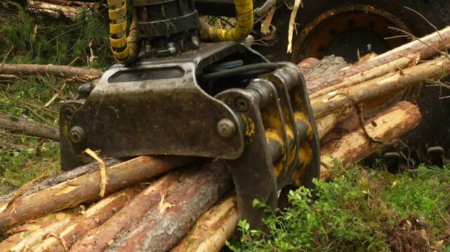 A forwarder loader loads and transports felled logs in a forest. Deforestation