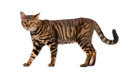 Toyger cat walking on white background looking alert