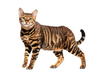 Toyger cat walking and looking around on white background