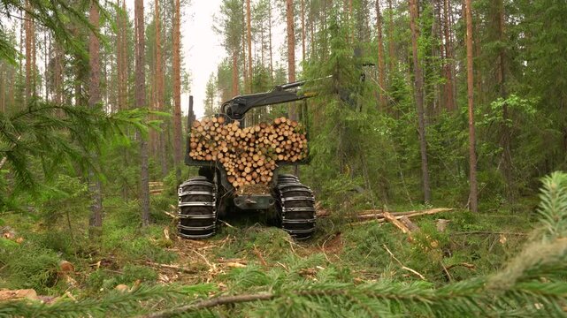 A forwarder loader loads and transports felled logs in a forest. Deforestation.